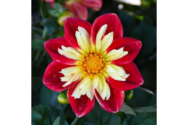 4.75T/10 DAHLIA RED/YELLOW