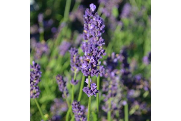 E4T/10 HERB LAVENDER