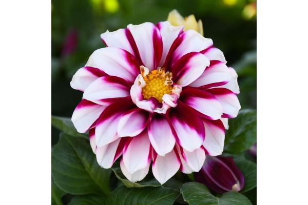 4.75T/10 DAHLIA CRIMSON PICOTEE