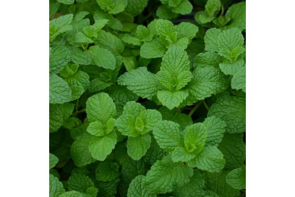 E4T/10 HERB MINT MOJITO