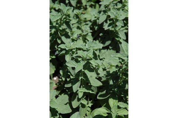 E4T/10 HERB OREGANO ITALIAN