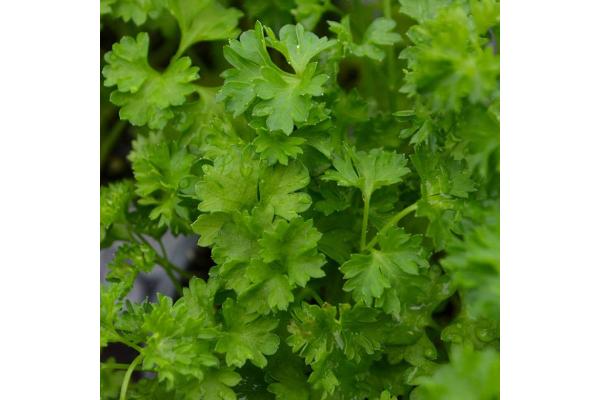 E4T/10 HERB PARSLEY CURLY