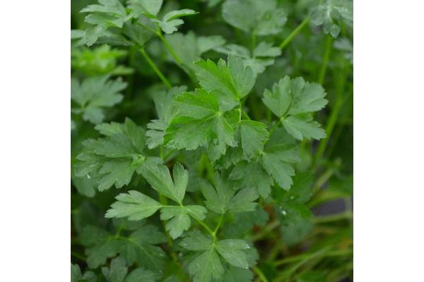 E4T/10 HERB PARSLEY ITALIAN