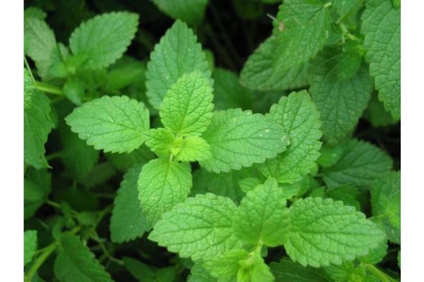 E4T/10 HERB PEPPERMINT