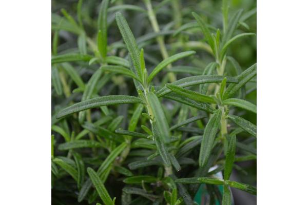 E4T/10 HERB ROSEMARY UPRIGHT