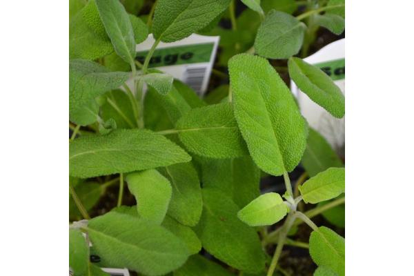 E4T/10 HERB SAGE COMMON