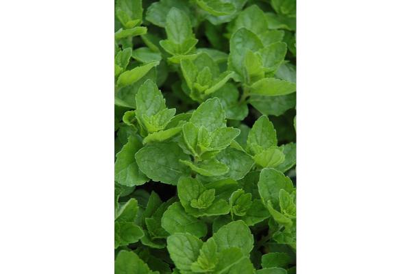 E4T/10 HERB SPEARMINT