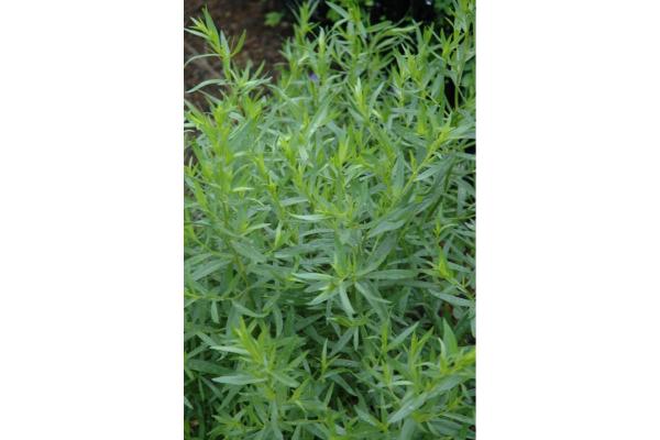 E4T/10 HERB TARRAGON FRENCH