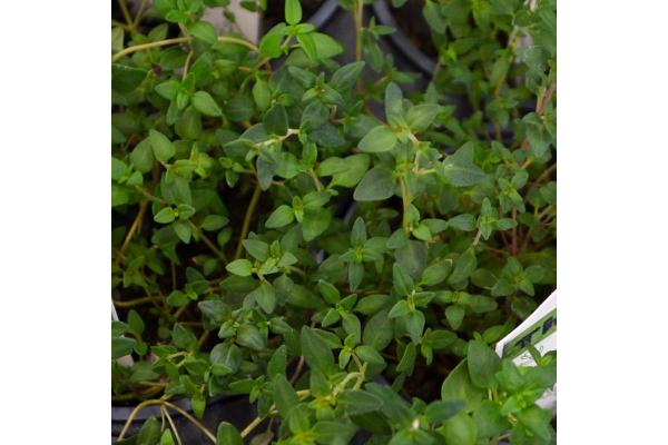 E4T/10 HERB THYME COMMON