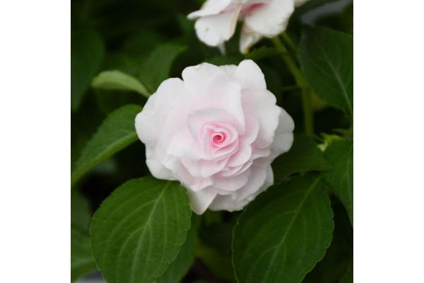 4.75T/10 DOUBLE IMPATIENS GLIMMER APPLE BLOSSOM