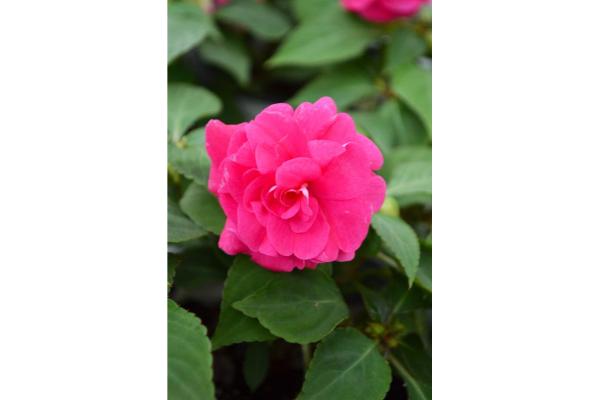 4.75T/10 DOUBLE IMPATIENS GLIMMER HOT PINK