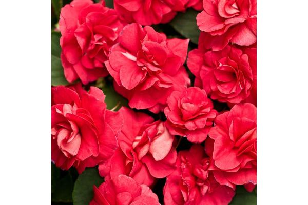 4.75T/10 DOUBLE IMPATIENS GLIMMER DARK RED