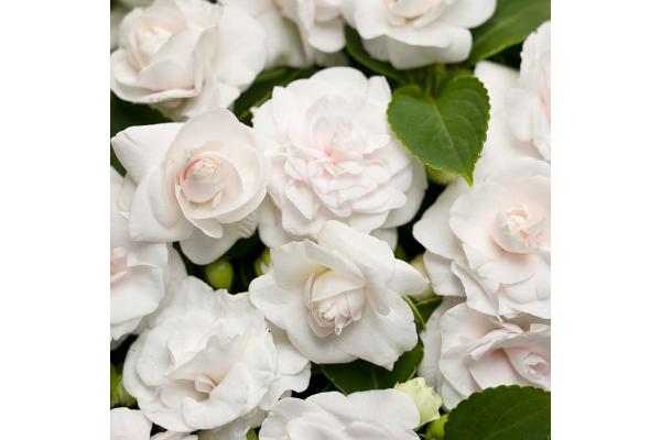 4.75T/10 DOUBLE IMPATIENS GLIMMER WHITE