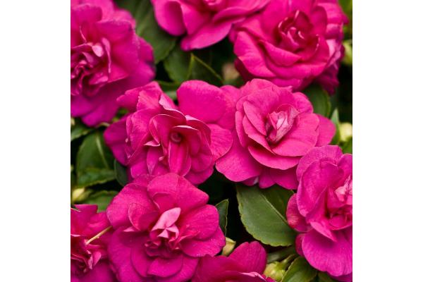 4.75T/10 DOUBLE IMPATIENS GLIMMER BURGUNDY