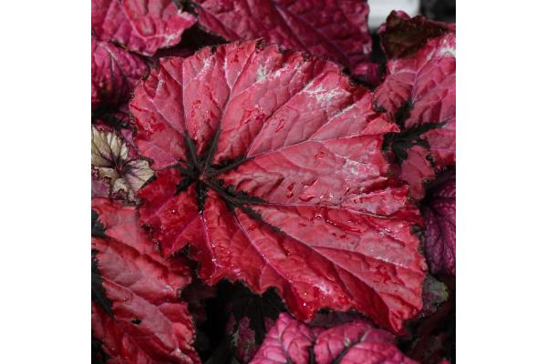 4.75T/10 BEGONIA REX T-REX RUBY SLIPPERS