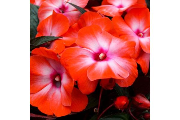 4.75T/10 NEW GUINEA IMPATIENS ORANGE ICE