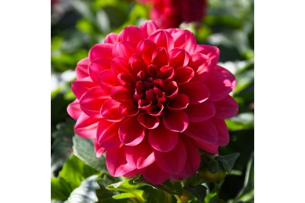 4.75T/10 DAHLIA NOVATION SALMON