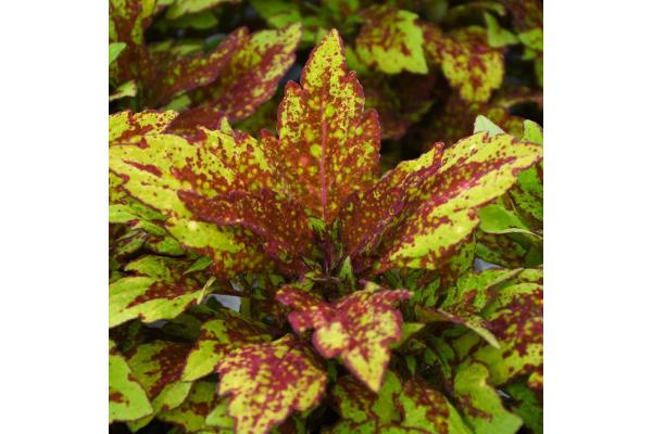 4.75T/10 COLEUS DOWNTOWN GREENVILLE