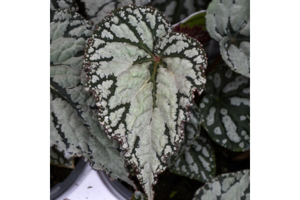 4.75T/10 BEGONIA REX SILVER LACE