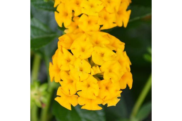 4.75T/10 LANTANA NEW GOLD YELLOW