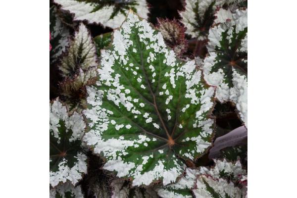 4.75T/10 BEGONIA REX SPIRIT