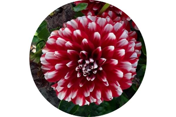 6.5T/3 DAHLIA CHERIE RED LACE
