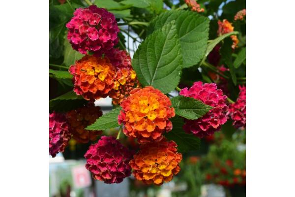 4.75T/10 LANTANA BANDOLERO CHERRY SUNRISE