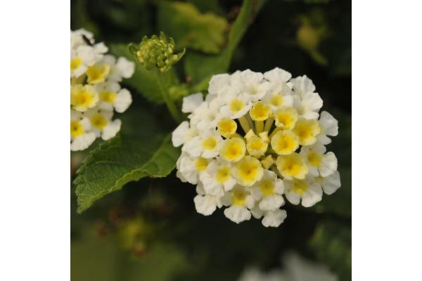 4.75T/10 LANTANA BANDOLISTA COCONUT