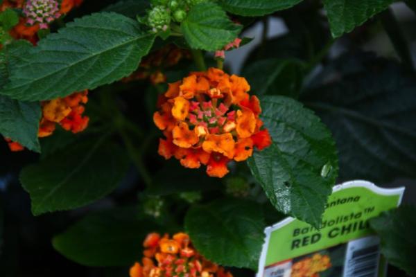 4.75T/10 LANTANA BANDOLISTA RED CHILI