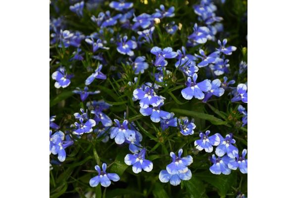 4.75T/10 LOBELIA MAGADI BLUE BAY