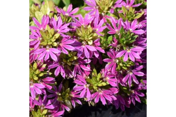 4.75T/10 SCAEVOLA SURDIVA FASION PINK
