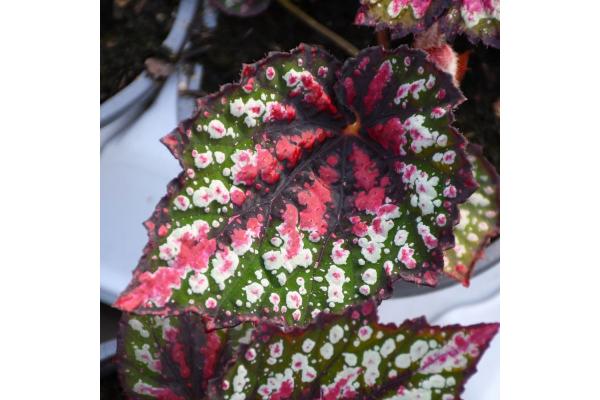 4.75T/10 BEGONIA REX T-REX ST NICK
