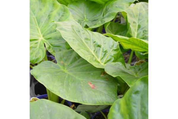 6.5T/3 EE ALOCASIA CALIDORA GREEN