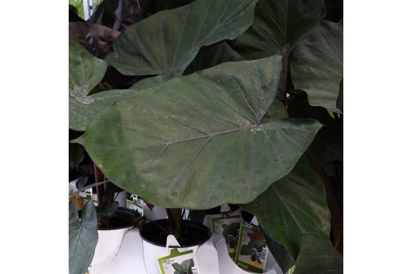 6.5T/3 EE ALOCASIA METAL HEAD