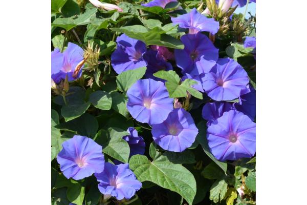 4.75T/10 MORNING GLORY HEAVENLY BLUE