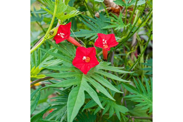 4.75T/10 MORNING GLORY CARDINAL CLIMBER