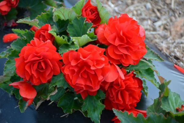 4.75T/10 BEGONIA NONSTOP JOY RED