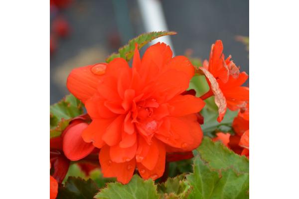 4.75T/10 BEGONIA NONSTOP JOY ORANGE