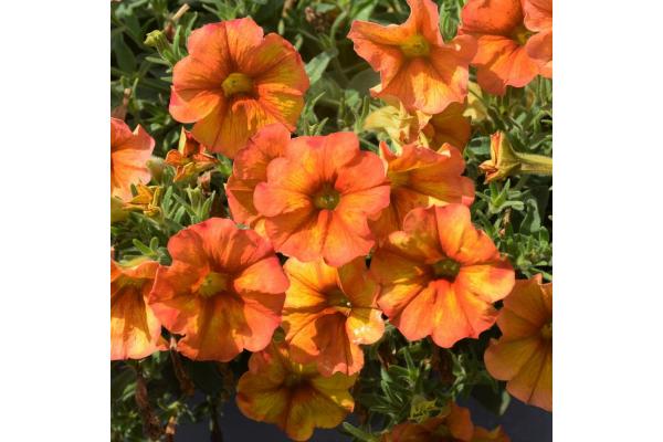 4.75T/10 PETUNIA SUPERCAL SUNSET ORANGE