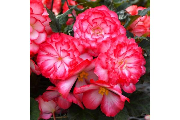 4.75T/10 BEGONIA NONSTOP JOY ROSE PICOTEE