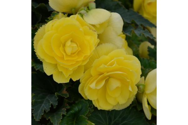 4.75T/10 BEGONIA NONSTOP JOY YELLOW