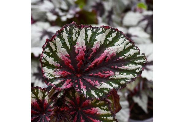 4.75T/10 BEGONIA REX T-REX PAINTERS PALLETTE