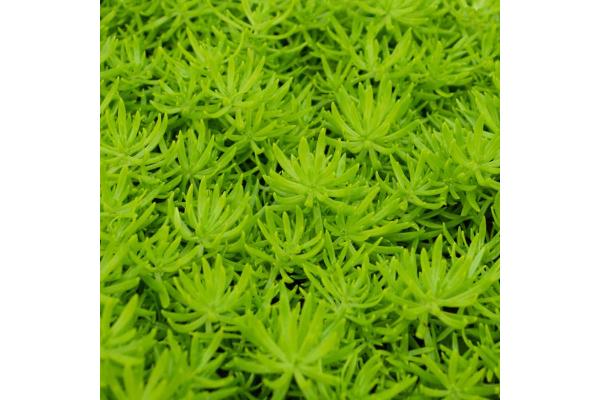 4.75T/10 SEDUM LEMON BALL