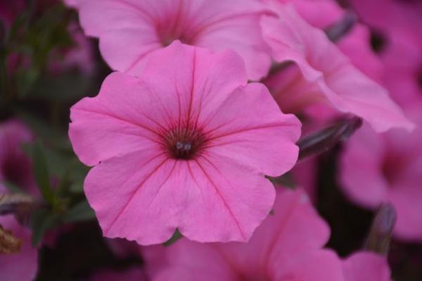 4.75T/10 PETUNIA SUPERTUNIA VISTA BUBBLEGUM