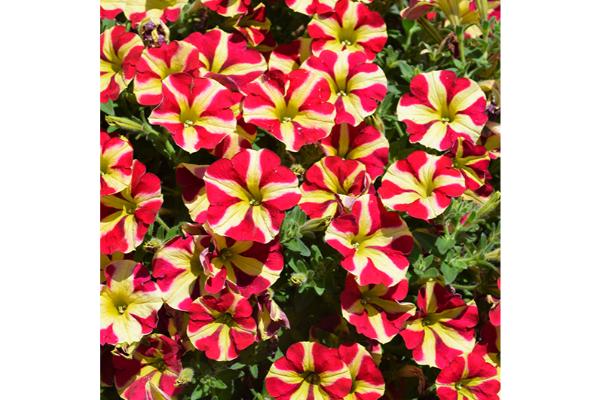 4.75T/10 PETUNIA SLING SHOT CHERRY TARTWHEEL