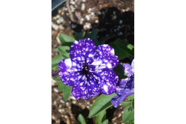 4.75T/10 PETUNIA HEADLINER NIGHT SKY