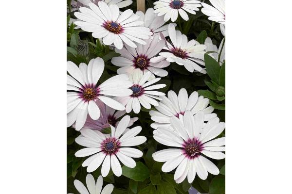4.75T/10 OSTEOSPERMUM BESTIES TRUSTY AMETHYST