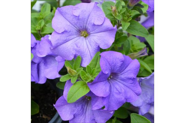 4.75T/10 PETUNIA SURFINIA HEAVENLY BLUE
