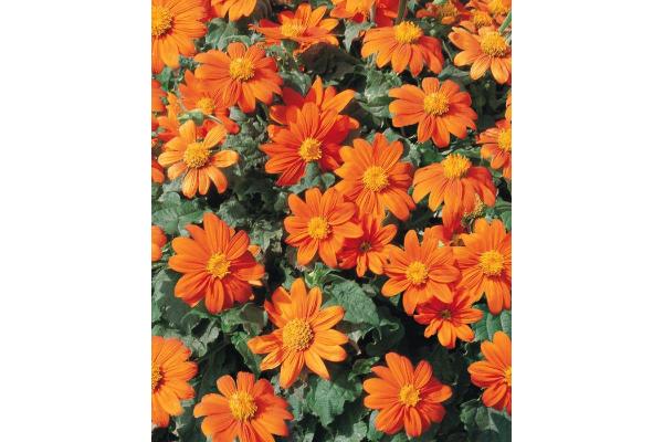 4.75T/10 TITHONIA FIESTA DEL SOL