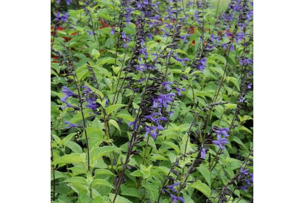4.75T/10 SALVIA BLACK AND BLOOM